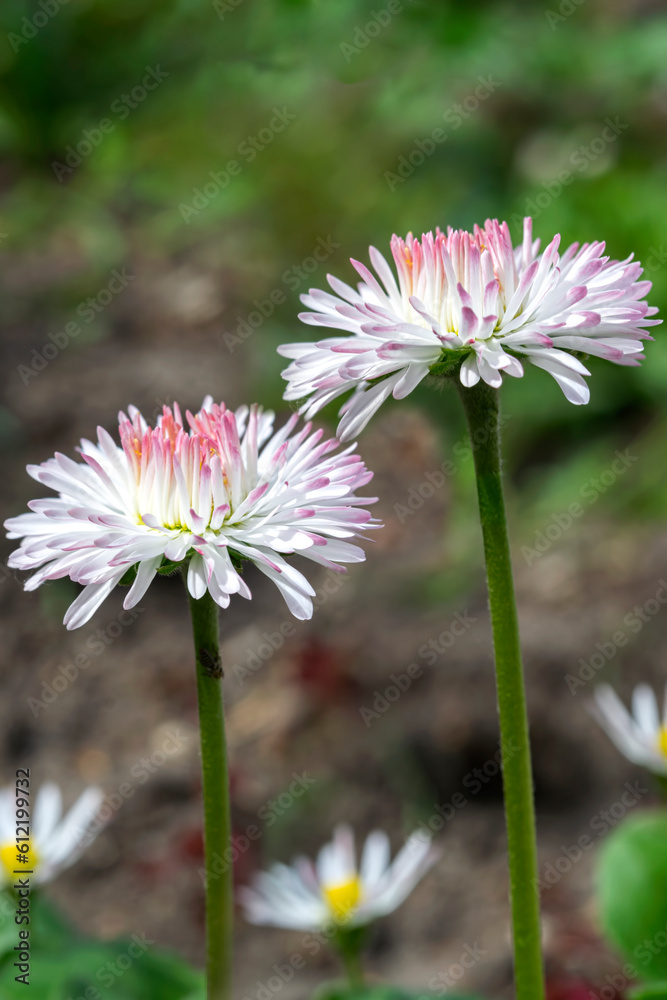 Pink and white daisy flowers on a flower bed close-up Pink and white daisy flowers on a flower bed close-up