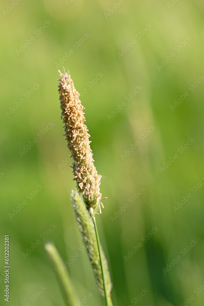 Close up image of meadow foxtail grass