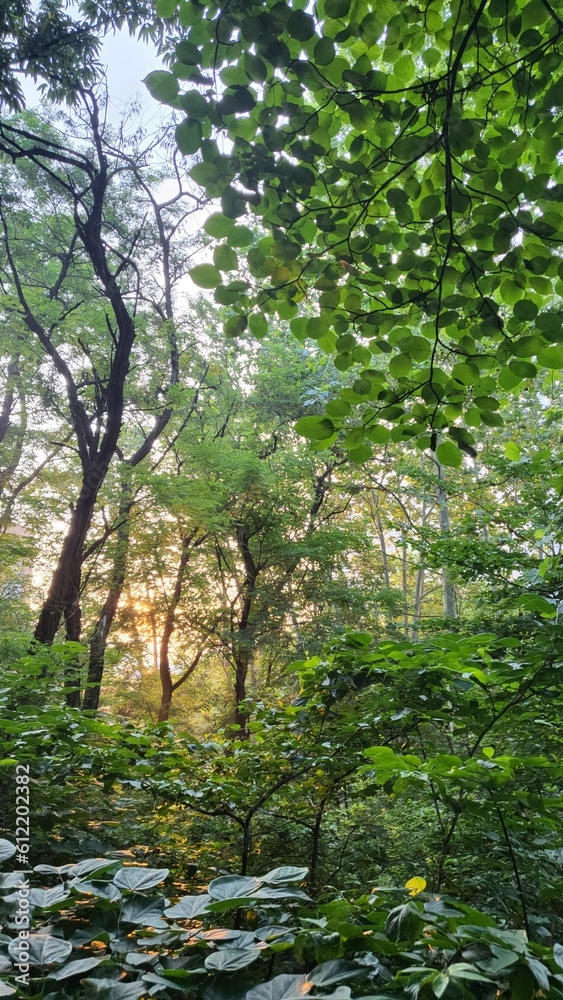 green trees background nature image green trees background nature image