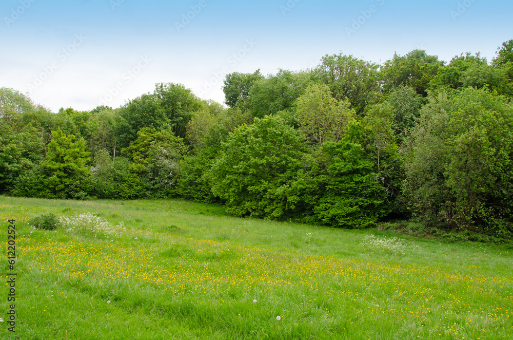 Large trees a the edge of green meadow