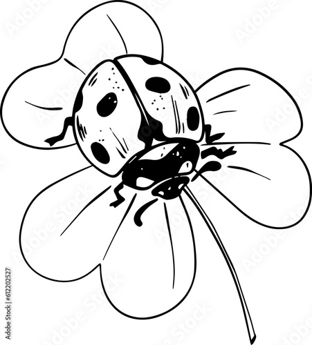 Sketch style ladybug crawling on trefoil leaf black lineart isolated on white background