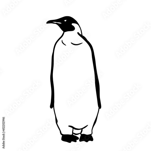 King Penguin. Monochrome vector illustration. Realistic animal