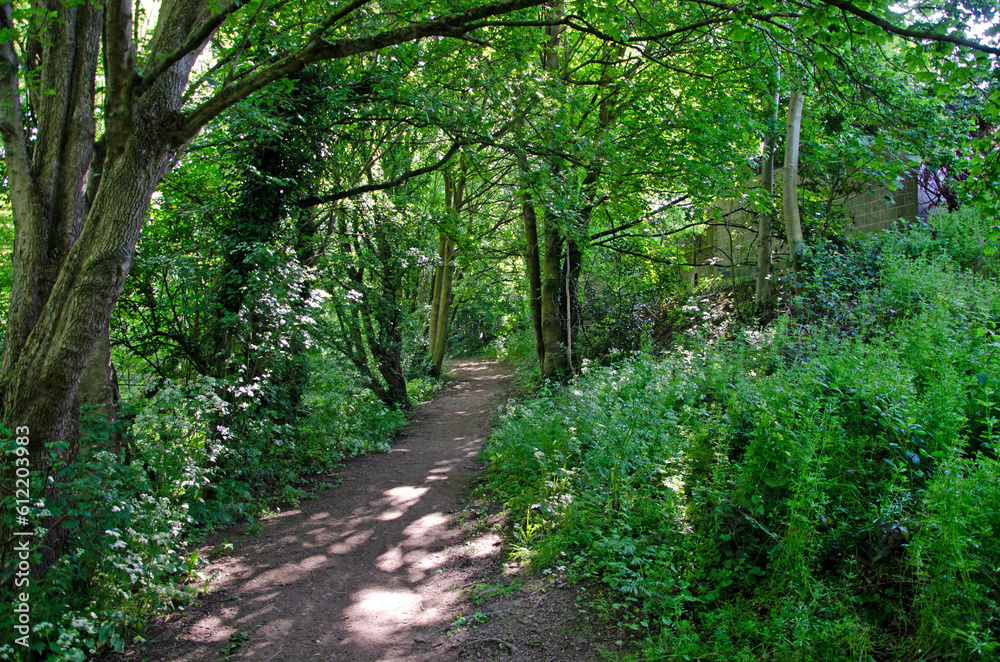 Woodland footpath with shrubs and trees