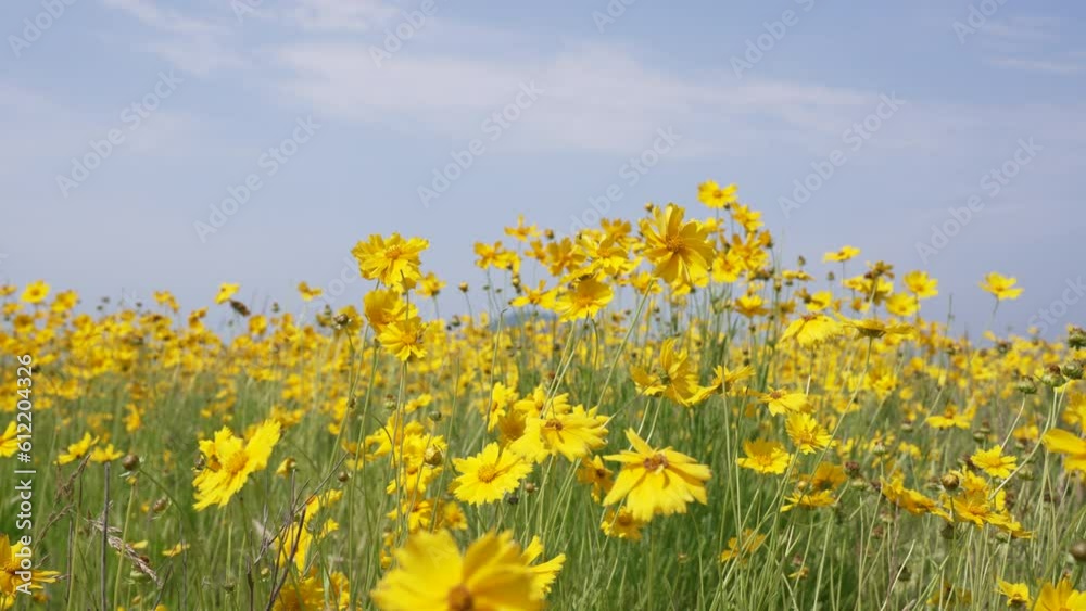들판, 네이처, flower, 봄, sky, 목초지, yellow, flower, 민들레, 여름, 경관, 목초, 경작, 해바라기, 식물, blue, 블로섬, 농촌, 시골, 농장, 개화, 변색, 미, 식물, 명랑한