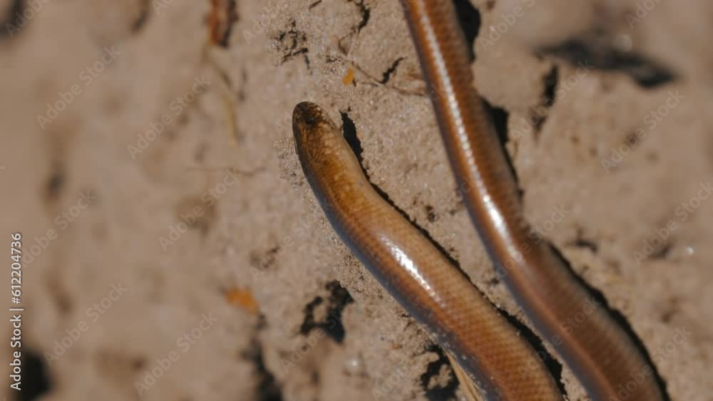 Anguis Fragilis Is A Legless Lizard Reptile Native To Eurasia. Vertical Footage Video. Deaf