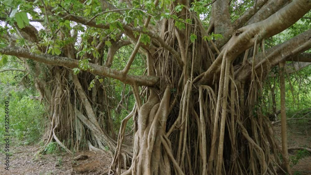 Large Banyan Tree growing on island of Grande Terre, New Caledonia. Tilt up, low angle.