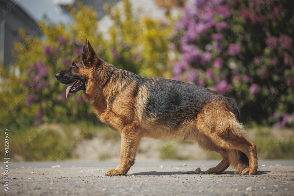 german shepherd portrait in spring in the park
german shepherd portrait in spring in the park