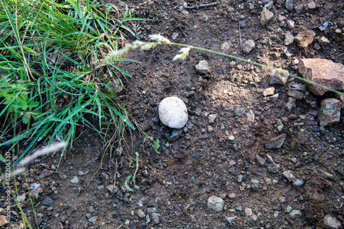 a snail on a rock