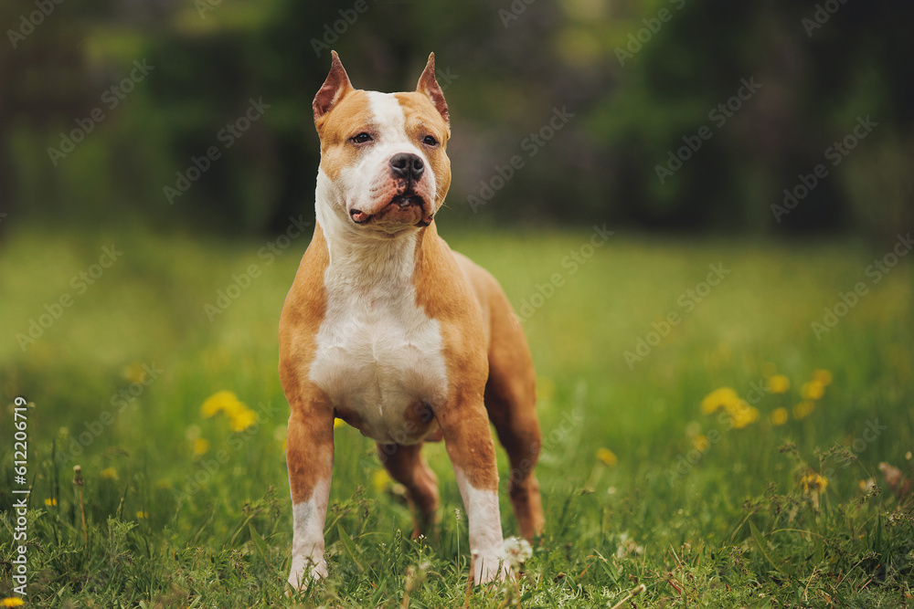 american staffordshire terrier in the park	

