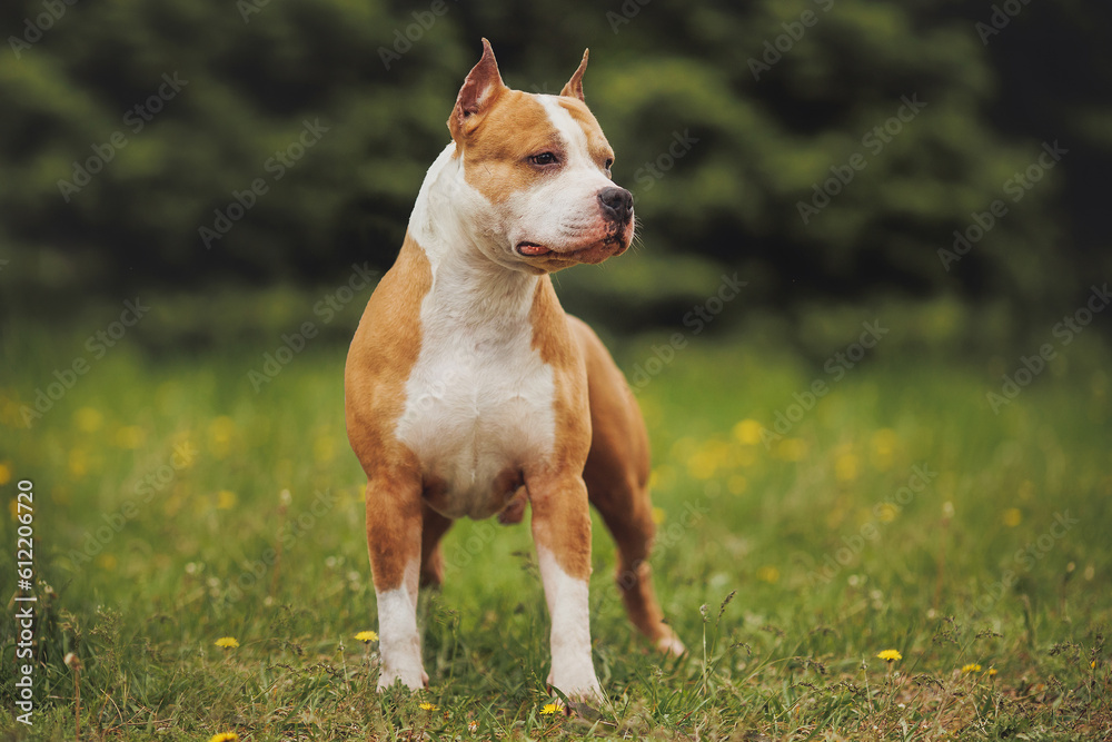 american staffordshire terrier in the park	
