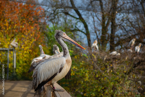 beautiful large pelican at the zoo in Prague photo