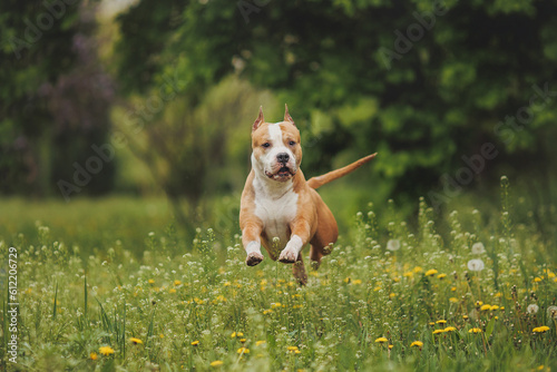american staffordshire terrier in the park 
