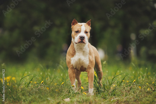 american staffordshire terrier in the park  