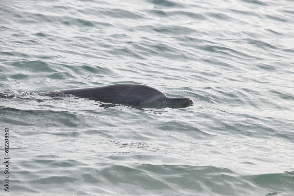 Obraz premium Dolphin in the water