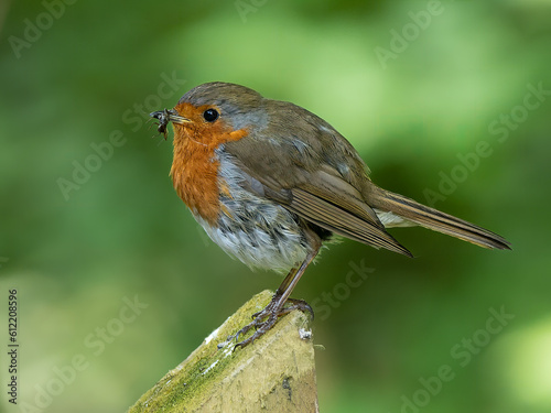 Robin perched on fence post