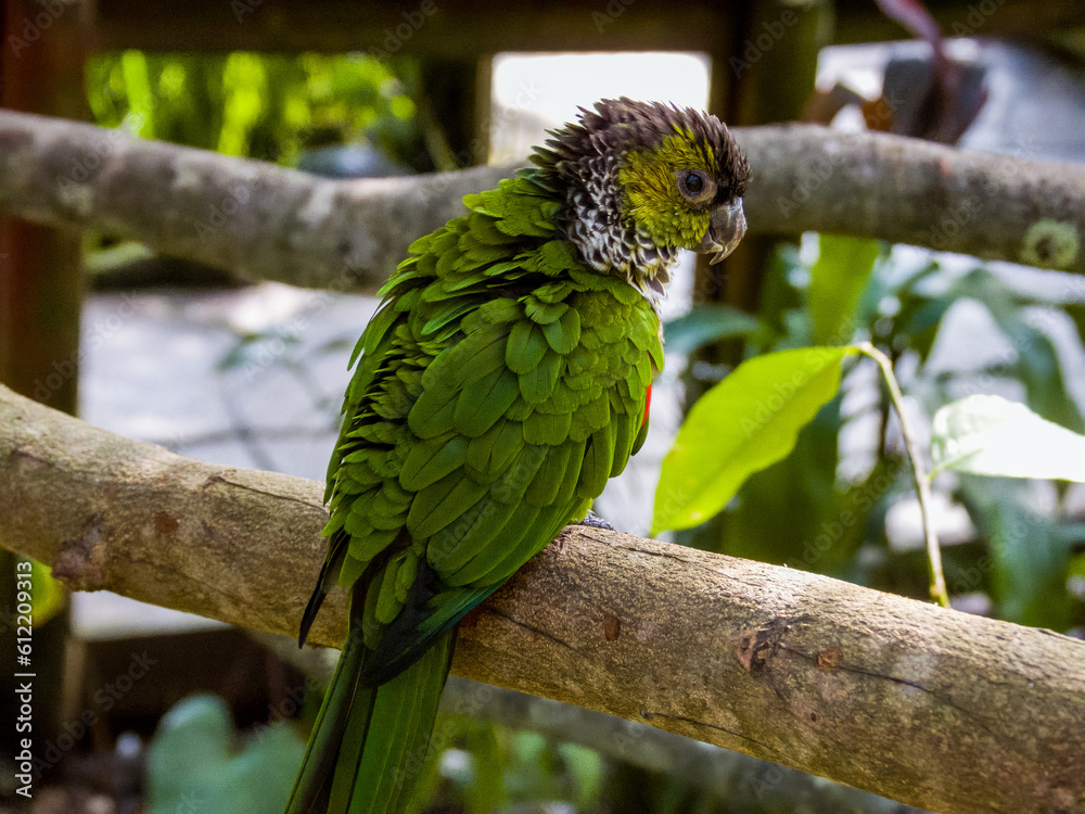 Obraz premium Black-capped Conure found in South America