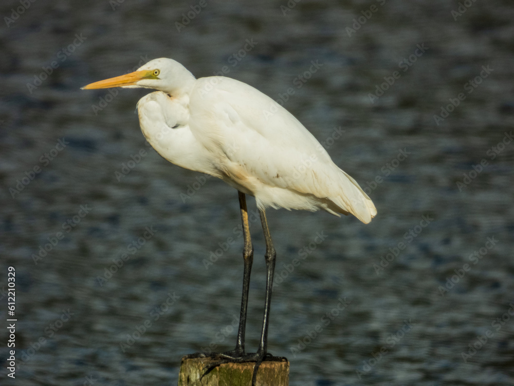 Obraz premium Great Egret or White Heron in Australia