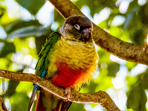 Green-cheeked Conure found across Asia photo