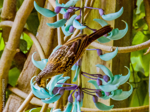 Macleay's Honeyeater endemic to Australia photo