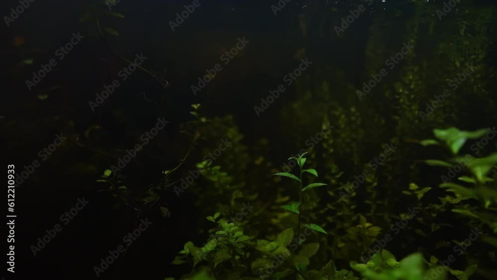 Underwater Shot of Aquatic Plants in Wetlands of Florida Everglades Underwater Shot of Aquatic Plants in Wetlands of Florida Everglades