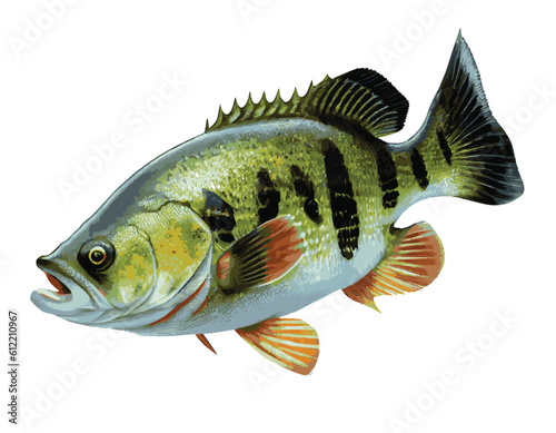 Vector image. Many bass fish live in or near North America on a white background.