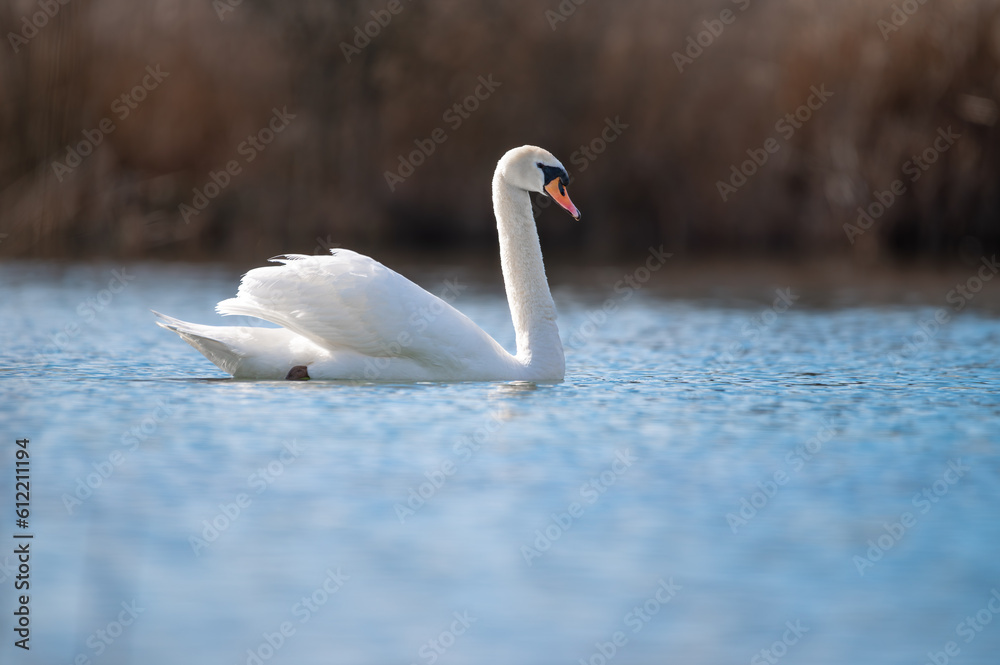 Schwan schwimmt im See mit reflektierendem Wasser Schwan schwimmt im See mit reflektierendem Wasser