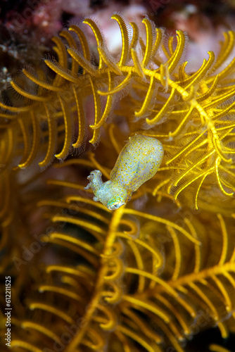 A tiny pygmy squid beside a crinoid at night. The body length of this creature is about 10 mm. Underwater macro life of Tulamben, Bali, Indonesia.