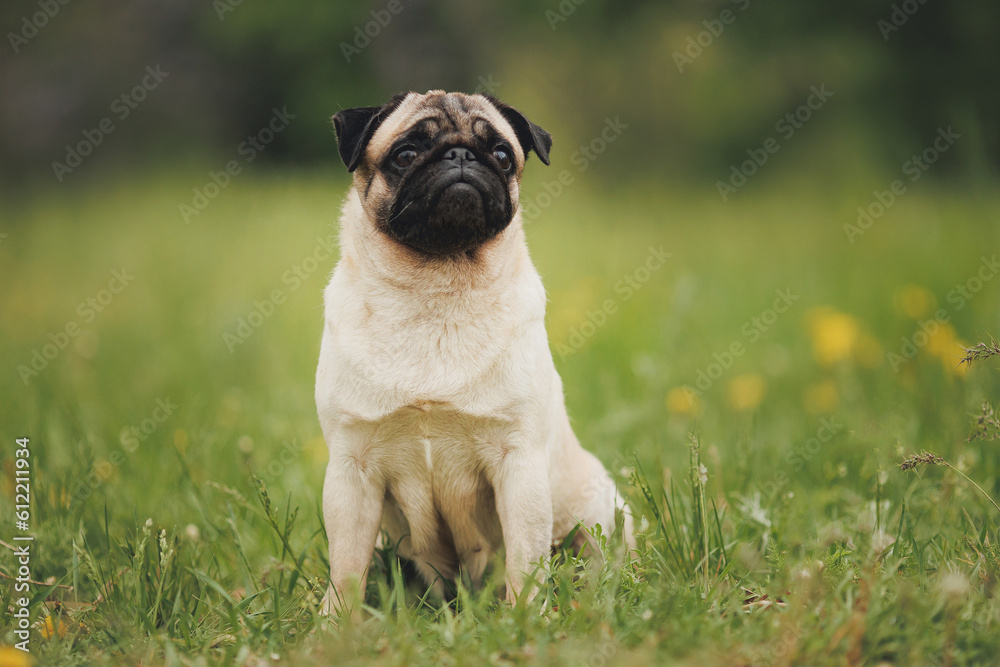 Obraz premium dog pug in the park 