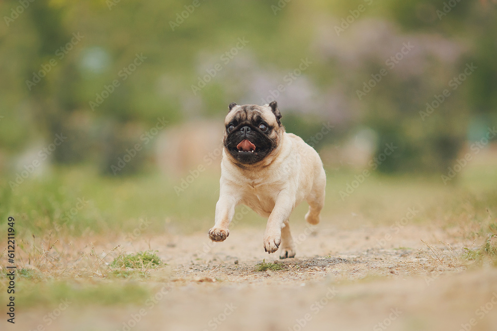 Obraz premium dog pug in the park 