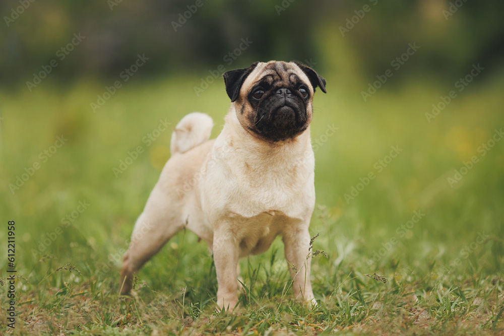 dog pug in the park	
