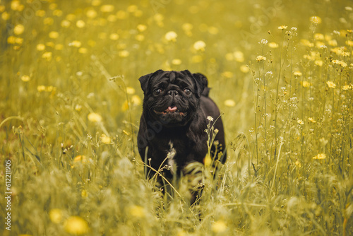 dog pug in the park 