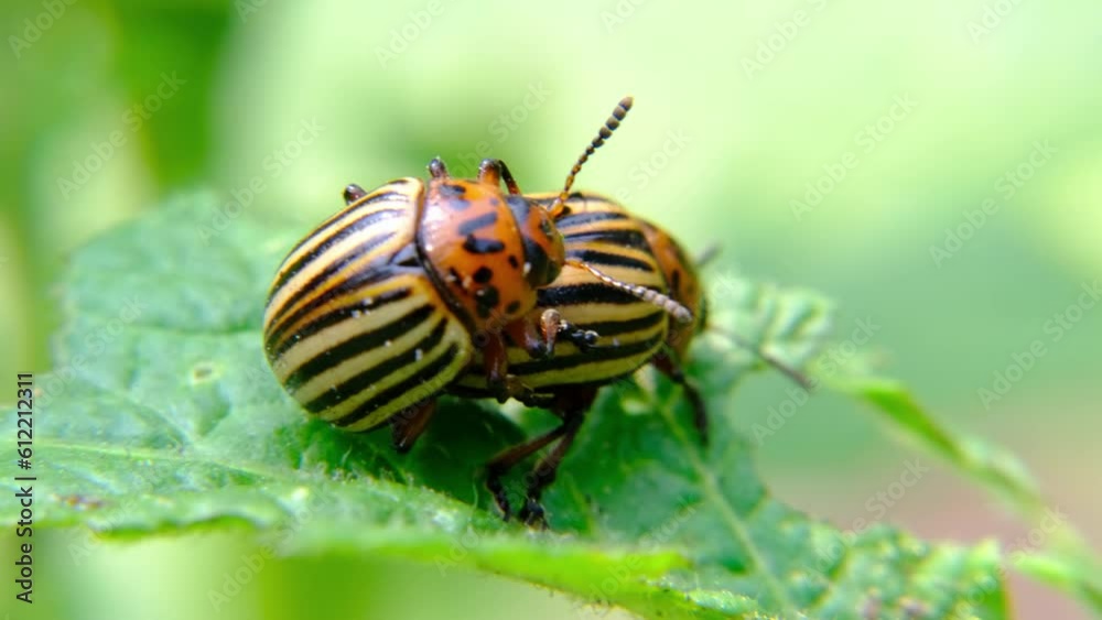 Extreme close up of potato beetles mating while feeding on plant leaf. Extreme close up of potato beetles mating while feeding on plant leaf.
