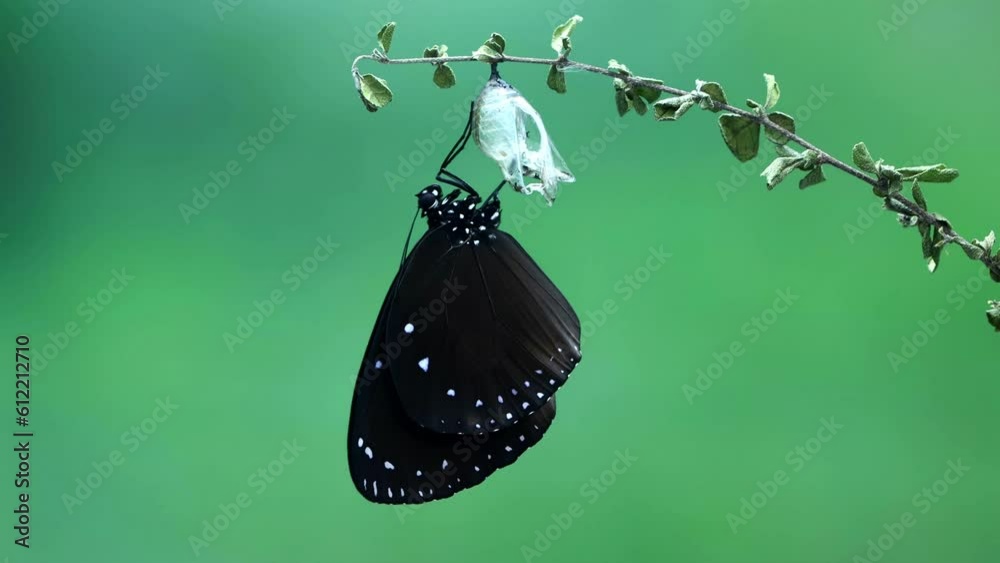 butterfly metamorfosis, Beautiful butterfly reborn on on stalk, closeup insect 