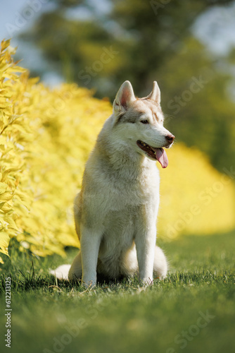 siberian husky dog in the park