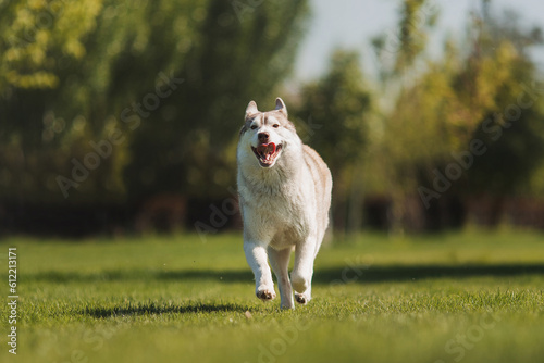 siberian husky dog in the park