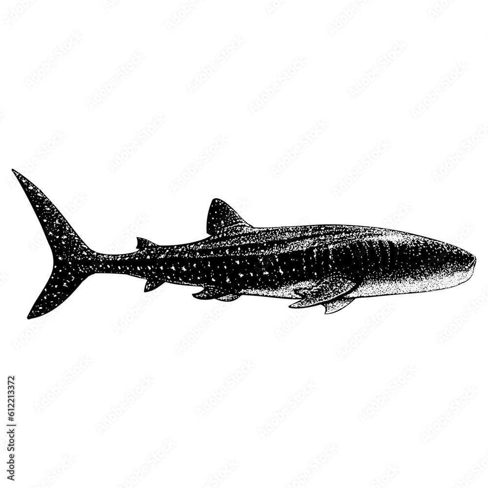 Whale Shark hand drawing vector isolated on background. Whale Shark hand drawing vector isolated on background.
