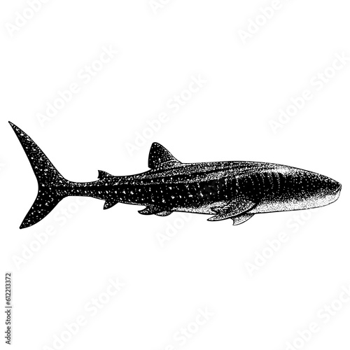 Whale Shark hand drawing vector isolated on background.