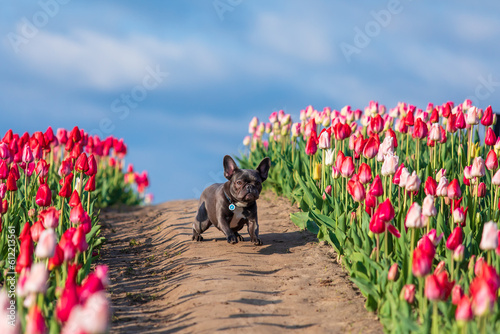 Adorable French bulldog in a colorful field of tulips with vibrant hues Dressed dog Dog clothes #612213561