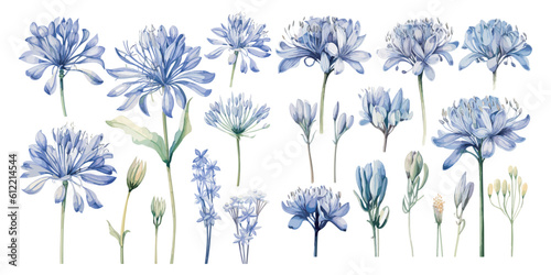 watercolor agapanthus plant clipart for graphic resources