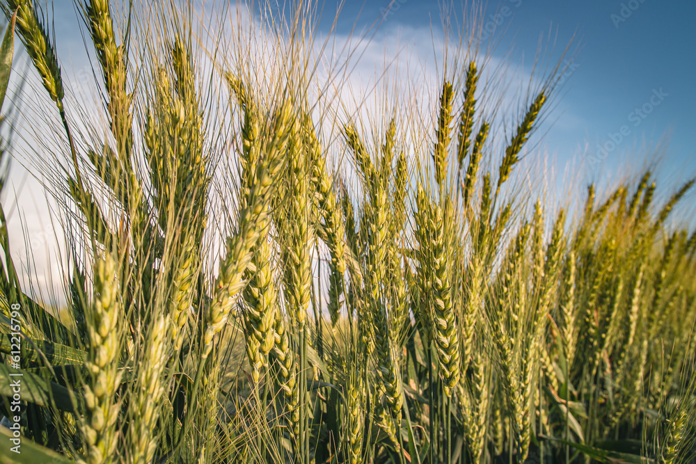 Beautiful farm landscape of a wheat field, early summer in Ukraine, at sunset time Beautiful farm landscape of a wheat field, early summer in Ukraine, at sunset time
