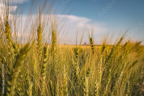 Beautiful farm landscape of a wheat field  early summer in Ukraine  at sunset time
