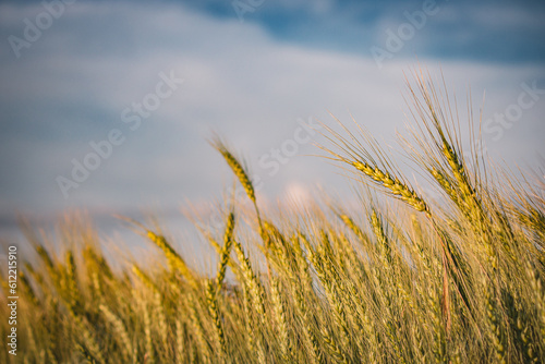 Beautiful farm landscape of a wheat field  early summer in Ukraine  at sunset time