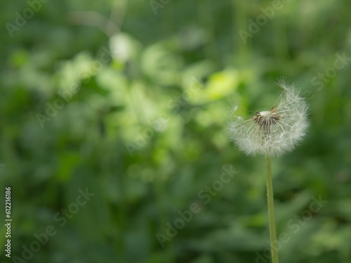 lossoming dandelion flowers in spring time. photo