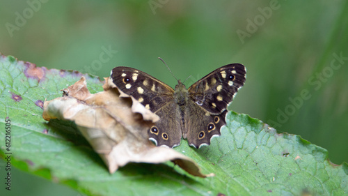 speckled wood buttterfly (Pararge aegeria) resting on a dead leaf and green leaf photo
