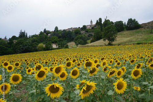 panoramic view of a field of sunflowers with a small village in the mountains of the southern Alps, France 