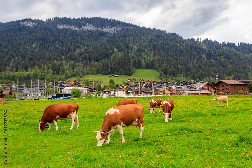 Herd of cows grazing on a green alpine meadow in the Swiss Alps, Switzerland Herd of cows grazing on a green alpine meadow in the Swiss Alps, Switzerland