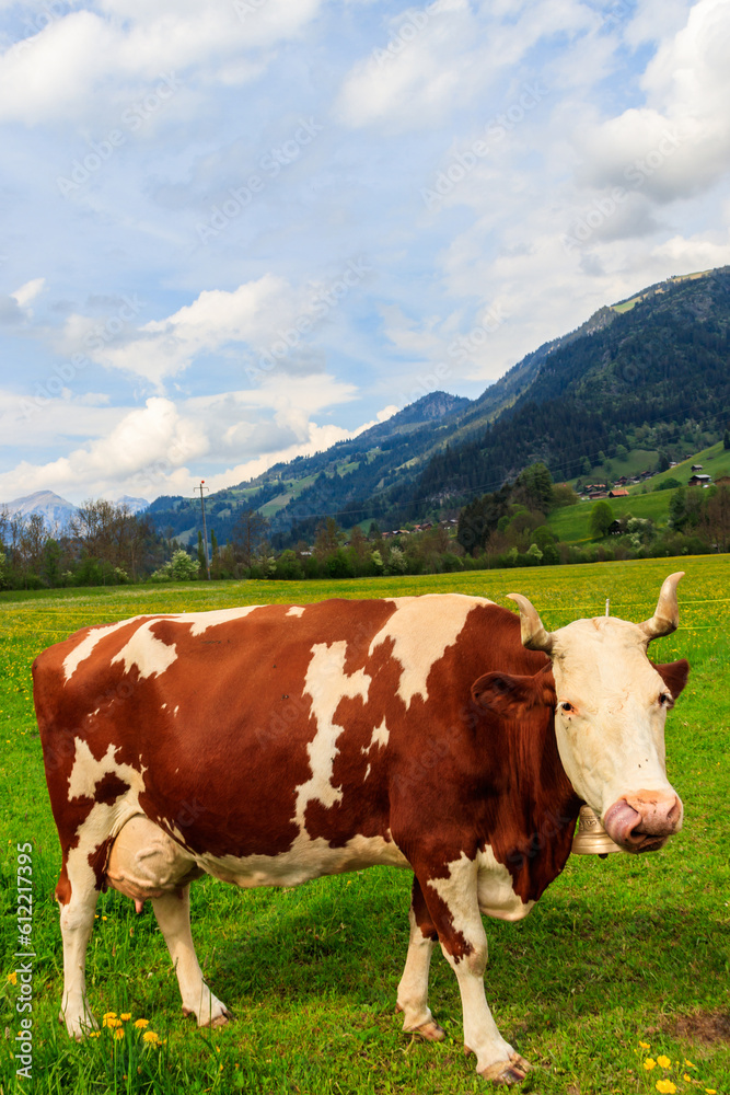 Cow grazing on a green alpine meadow in the Swiss Alps, Switzerland
