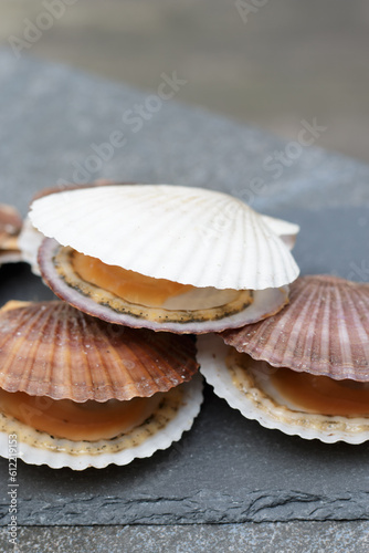 Scallops in shells on grey stone background