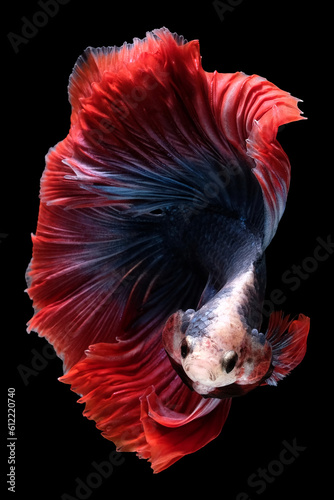 Capture the moving moment of betta fish Thai flag color on black background 