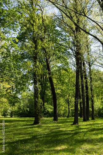 deciduous trees and green grass in the spring season in sunny weather
